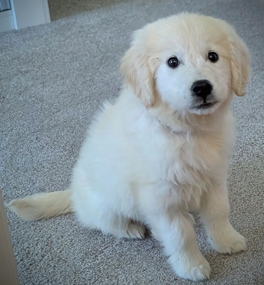 Mabel-2025-04-25 Mabel the golden retriever puppy